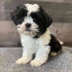 Shih Tzu
