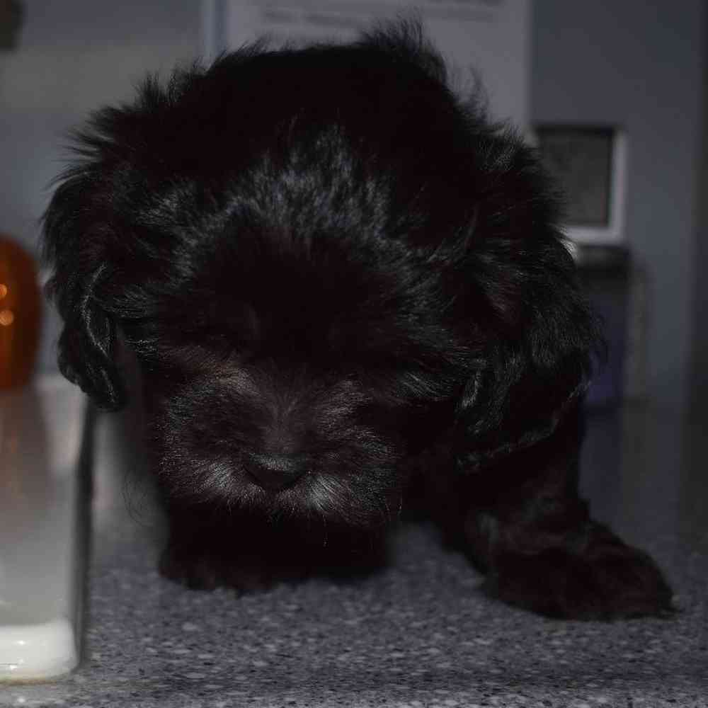 Male Shih-Poo Puppy for sale