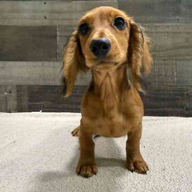 Dachshund
