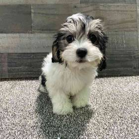 Cavachon