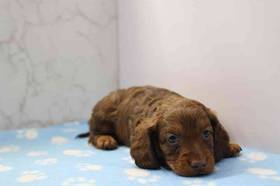 Dachshund