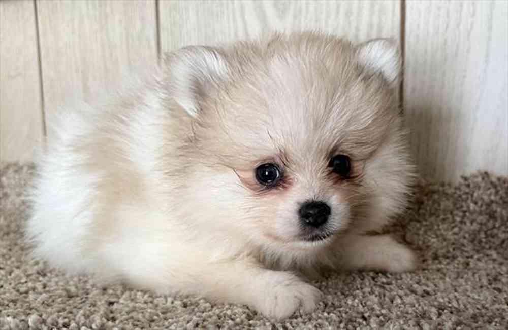 Image of a pet breed in the gallery