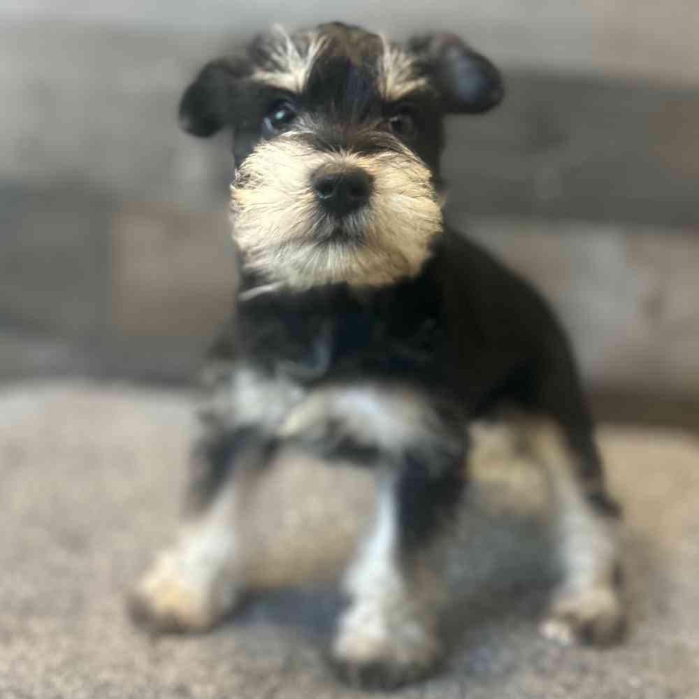 pet breed image