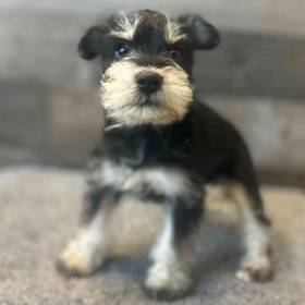 Mini Schnauzer