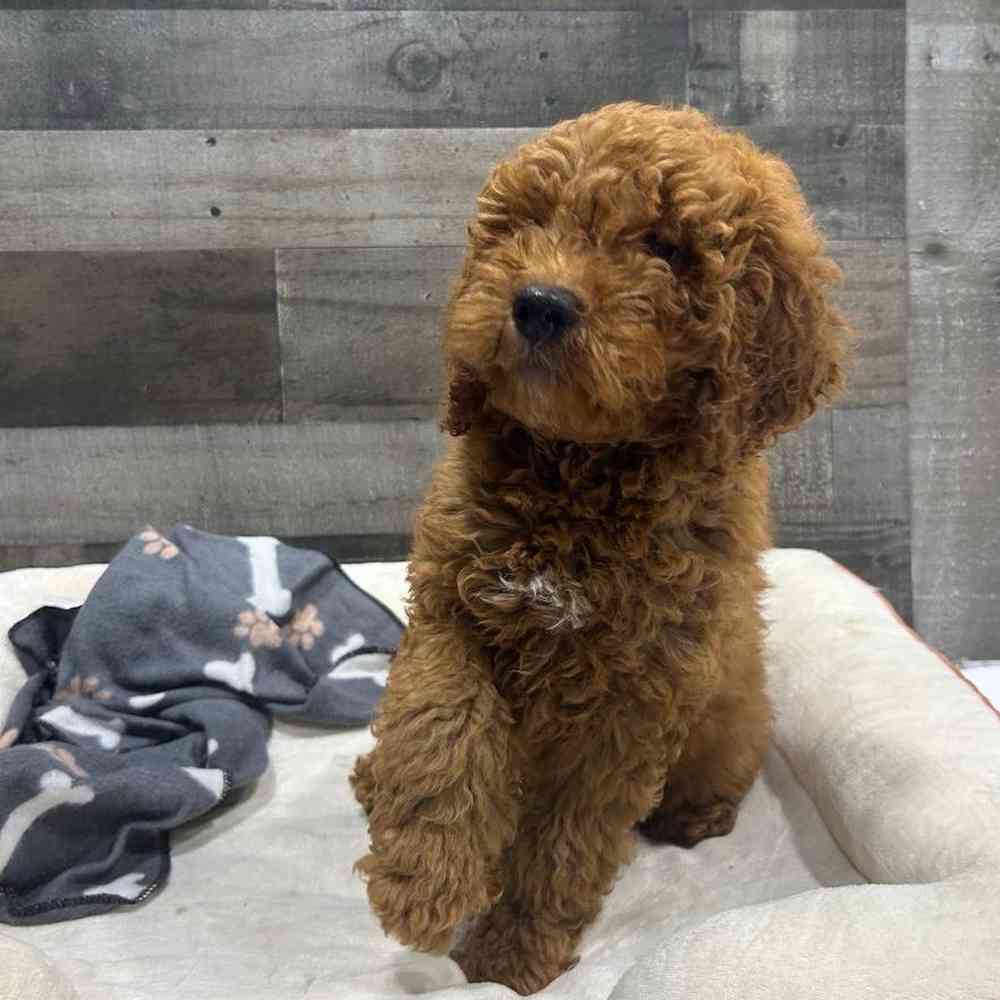 pet breed image