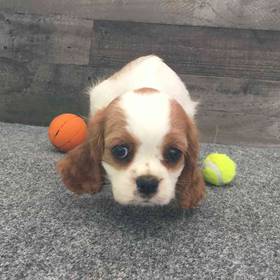 Cavalier King Charles Spaniel