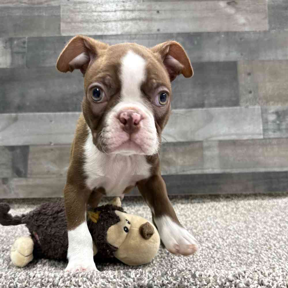 Benji