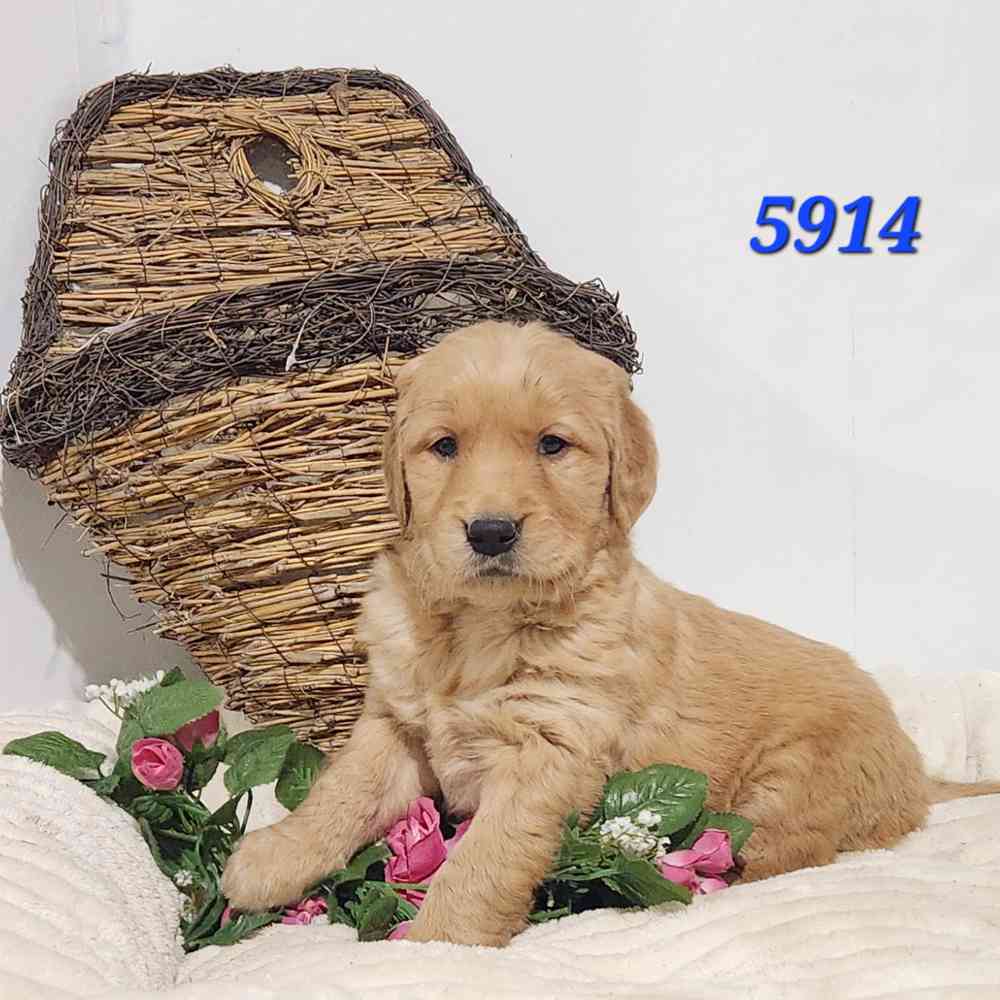 pet breed image