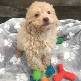 Shihpoo