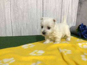 West Highland White Terrier