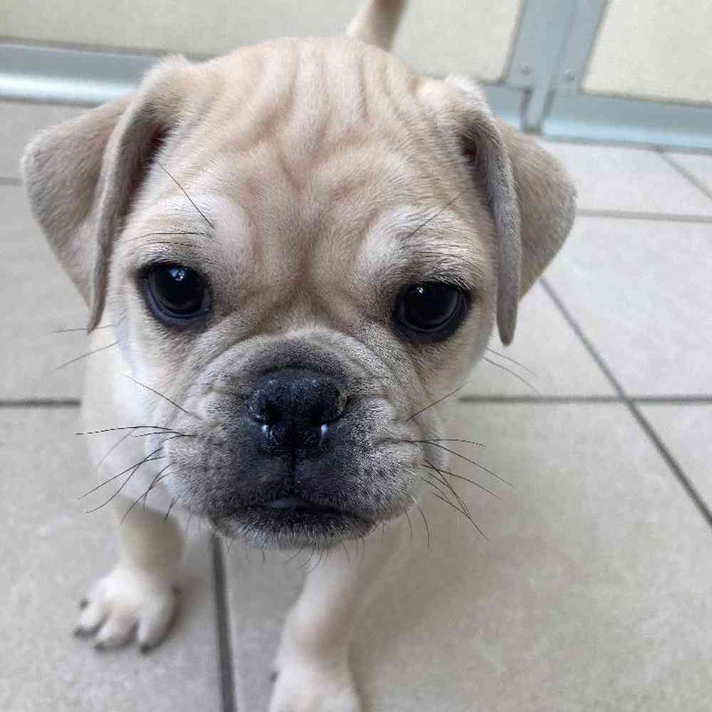 Male 3/4 Pug 1/4 Bull Mastiff Puppy for sale