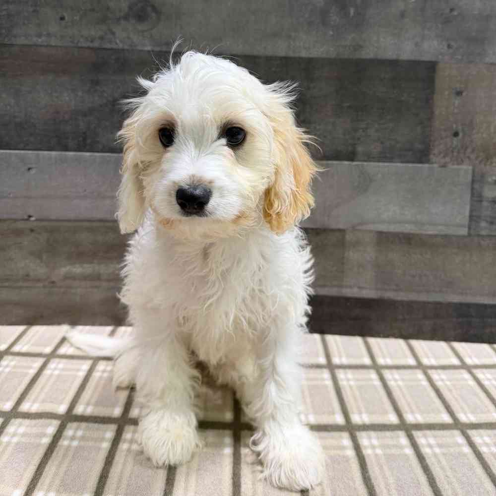 Image of a pet breed in the gallery
