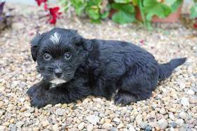 Shihpoo