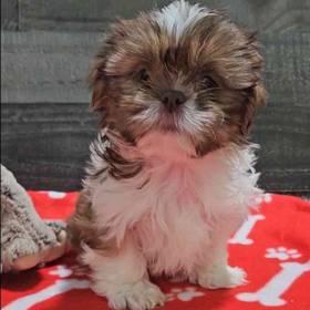 Shih Tzu