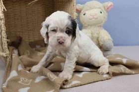 Cocker Spaniel