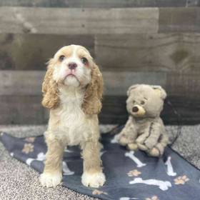 Cocker Spaniel