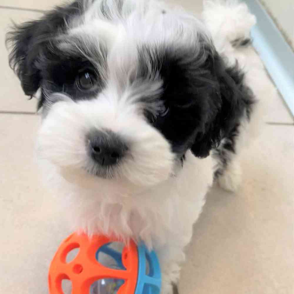 Male Maltese-Havanese Puppy for sale