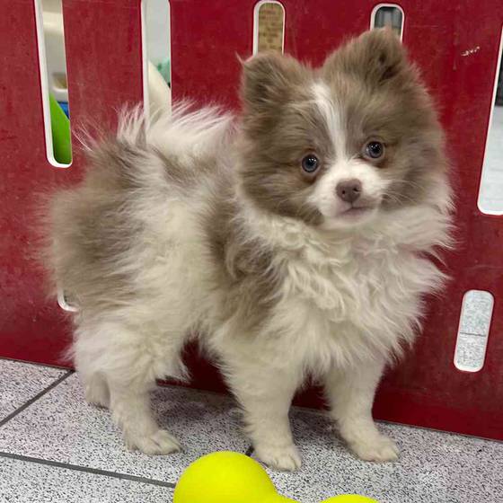 Milkshake Female Pomeranian Puppy for sale in Troy