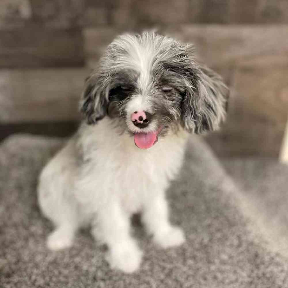Male Papidoodle Puppy for Sale in Flint, MI