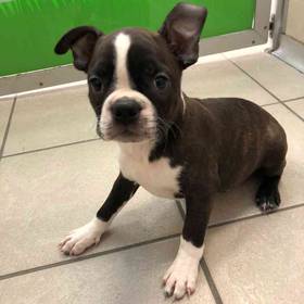 Boston Terrier