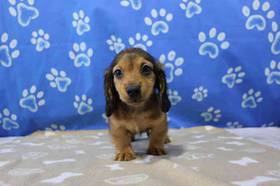 Dachshund
