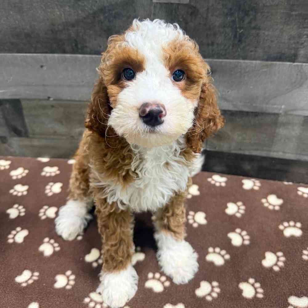 Image of a pet breed in the gallery