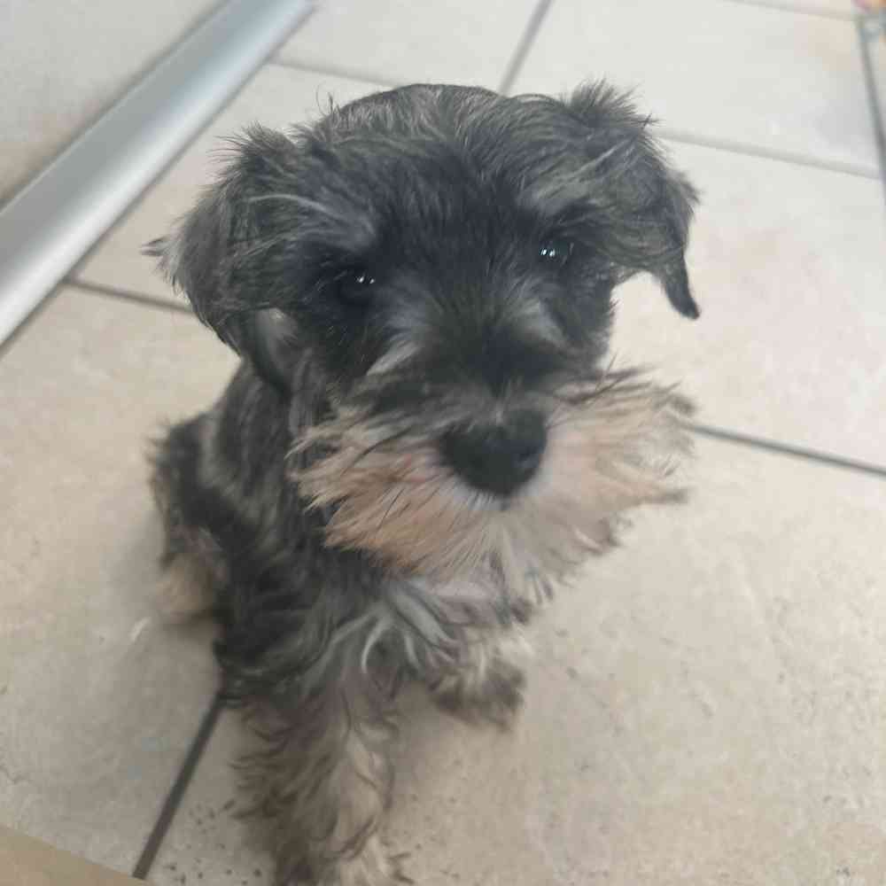 Information on Mini Schnauzer Puppies for Sale in Michigan