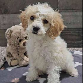 Cavapoo