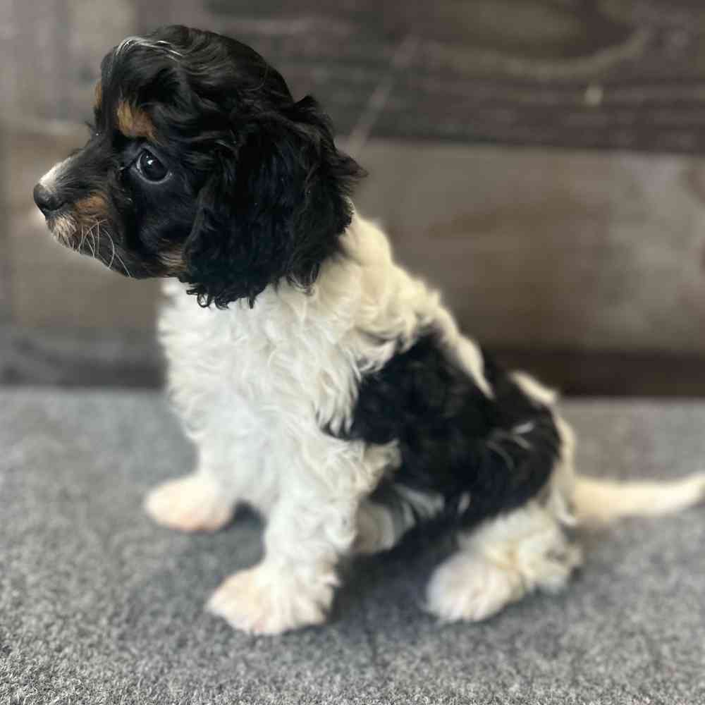 Image of a pet breed in the gallery