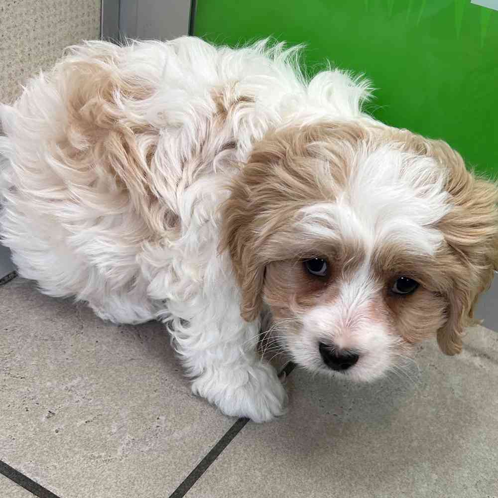 Rory Male Cavachon Puppy for sale in Flint