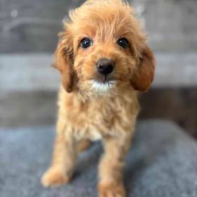 Cavapoo