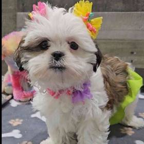 Shih Tzu