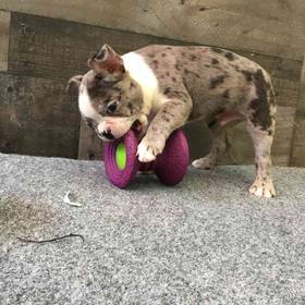 Boston Terrier