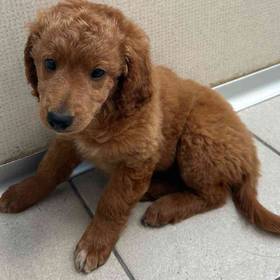 Mini Goldendoodle