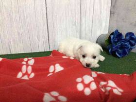 West Highland White Terrier