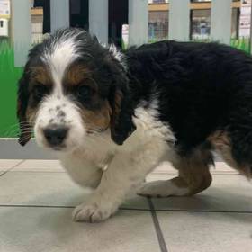 Aussiedoodle