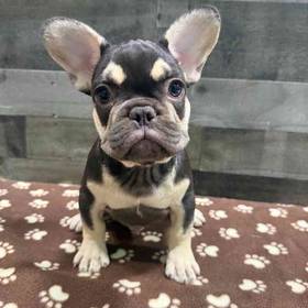 French Bulldog