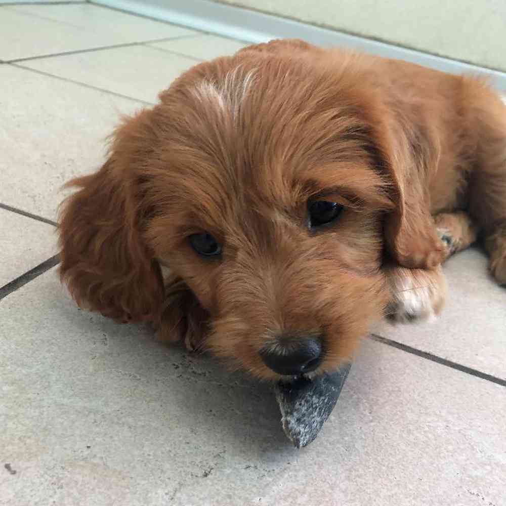 Female Cava Doodle Puppy for sale