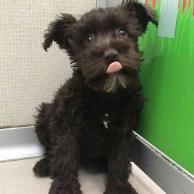 Mini Schnauzer