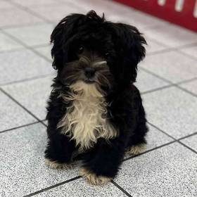 Shihpoo