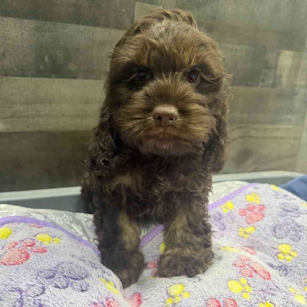carousel pet images