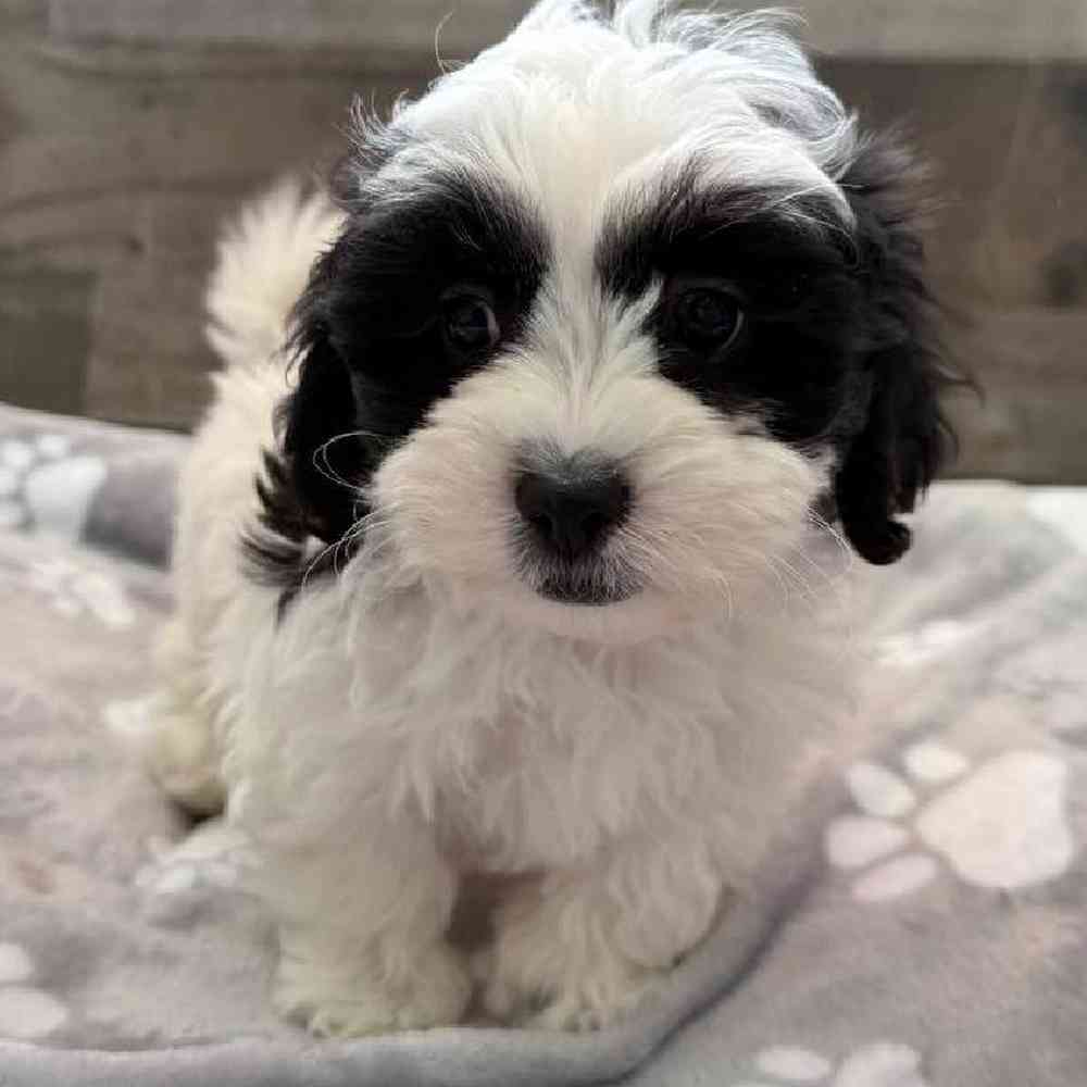 pet breed image