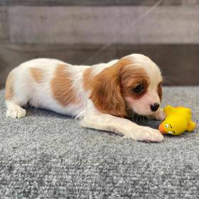 Cavalier King Charles Spaniel