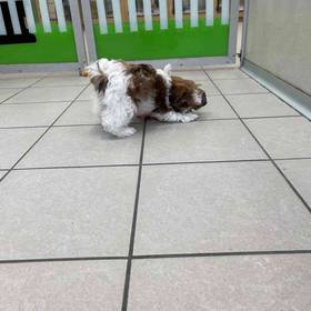 Shih Tzu