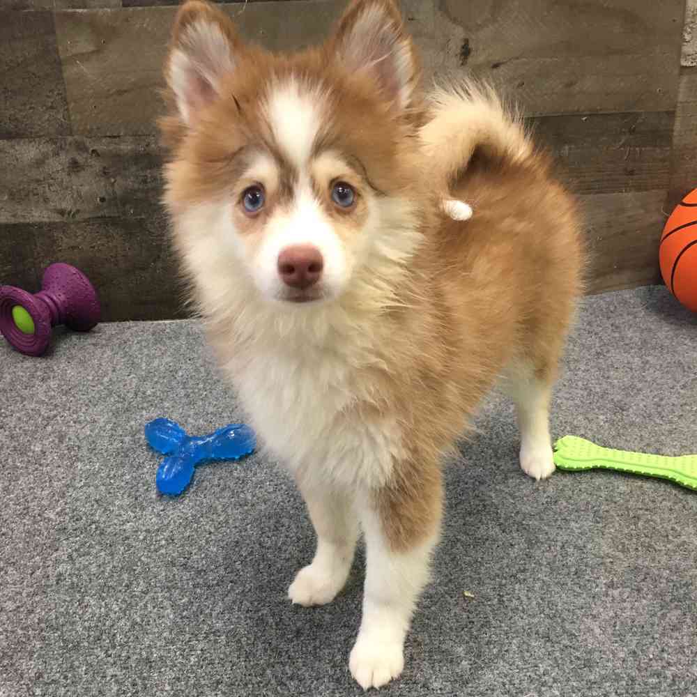 Image of a pet breed in the gallery