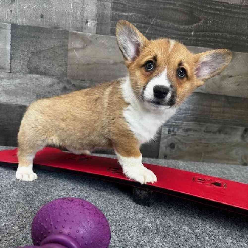 Male Pembroke Welsh Corgi Puppy for Sale in Troy, MI