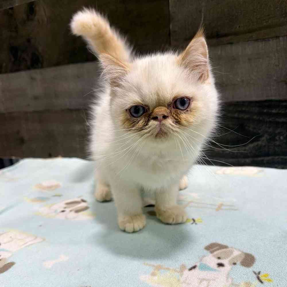 pet breed image