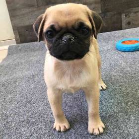 Pug