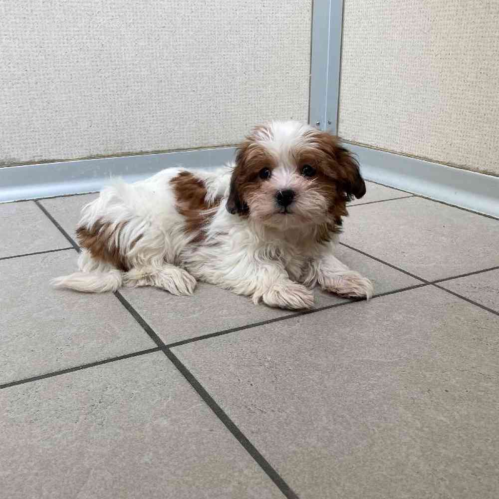 Female Coton Shih Tzu Puppy for sale