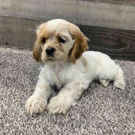 Cocker Spaniel